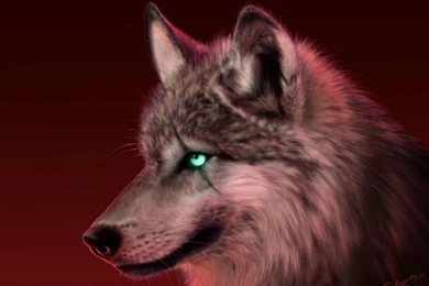 The Red Eyed Wolf Pictures, Images & Photos