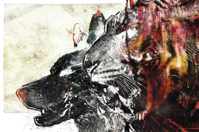 Laptop 1366x768 Wolf Wallpapers HD, Desktop Backgrounds 1366x768