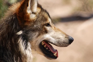 View Topic   Sanskira