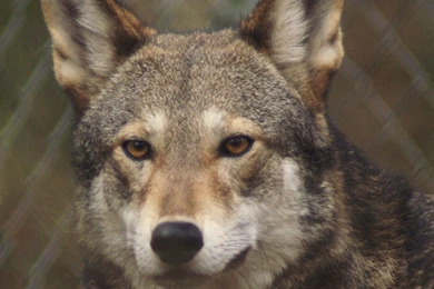 Desktop pics of the red wolf wallpaper.jpg