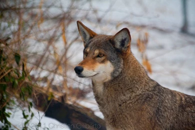 Red Wolf M1483 By ValdyrNordvindr On DeviantArt