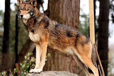Images of the red wolf.jpg