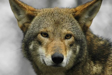 Top Red Wolf Animal Images For Pinterest