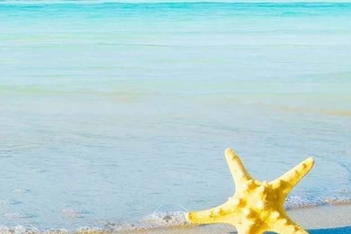 Starfish On Beach Desktop Backgrounds Wallpapers