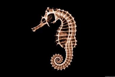 Xray Wallpapers Iphone