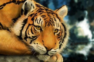 Thinking Tiger Wallpapers