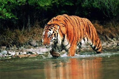 Free Wallpapers   Free Animal Wallpapers   South China Tiger ...