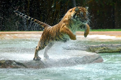 1280x1024 Jumping Tiger Wallpapers