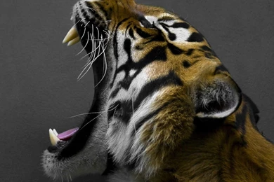 1280x1024 Yawning Tiger Wallpapers