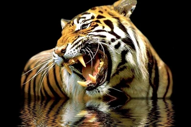 Tiger Reflection   (