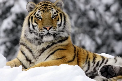 Tiger In Winter Wallpapers