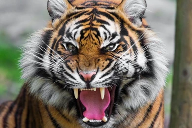 1280x1024 Threatening Tiger Wallpapers