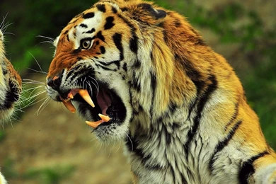 1280x1024 Tiger Angry Wallpapers