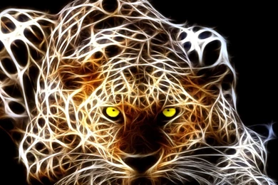 Tiger Wallpapers 1280x800   (