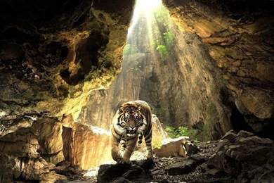 HDscreen: Tiger Cave Lurking Sunlight Desktop Bakcgrounds