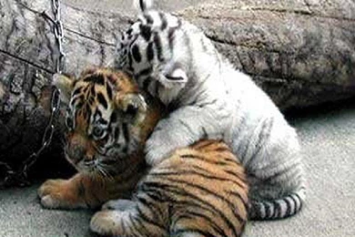 CUTE TIGER CUBS WALLPAPER   (