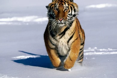 Charge!, Siberian Tiger Wallpapers