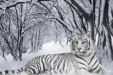 White Tiger 1280 X 1024 Wallpapers