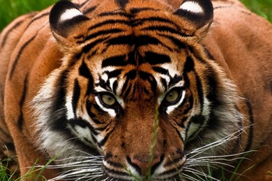 Download Tiger's Aggressive Face HD Wallpapers 1280x1024 ...