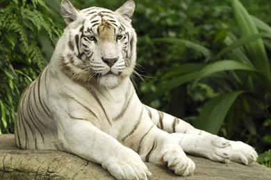 White Tiger, Singapore Wallpapers