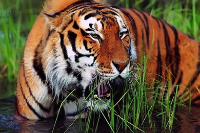 Free Wallpapers   Free Animal Wallpapers   South China Tiger ...