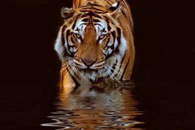 Animals: Tiger, Picture Nr. 31414