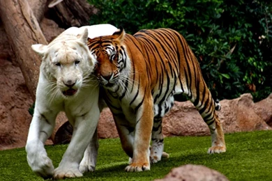 Nature Tiger