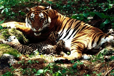 Free Wallpapers   Free Animal Wallpapers   Tiger Wallpapers ...