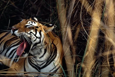 Wildlife: National Geographic 100 Best Wildlife Animal Wllpapers ...