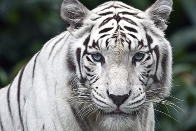 1280x1024 White Tiger Desktop PC And Mac Wallpapers