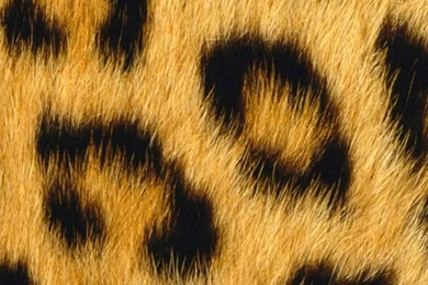 40 Best iPhone 6 Wallpapers & Backgrounds In HD Quality