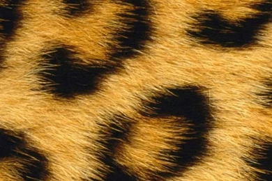 640x960 Leopard Skin Iphone 4 Wallpapers