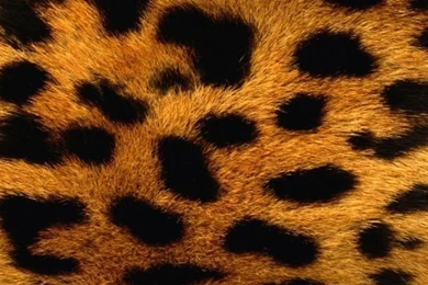 640x960 Leopard Fur Iphone 4 Wallpapers