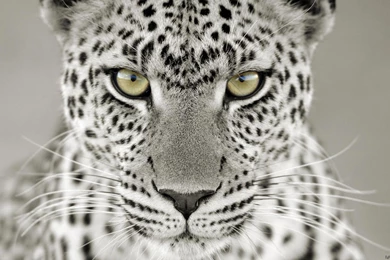 White Leopard Wallpapers