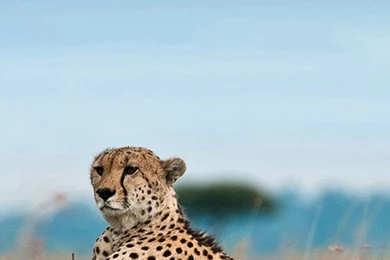 South Africa Leopard iPhone 6 Wallpapers Download
