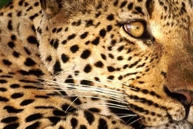 640x960 Leopard Thinking Iphone 4 Wallpapers