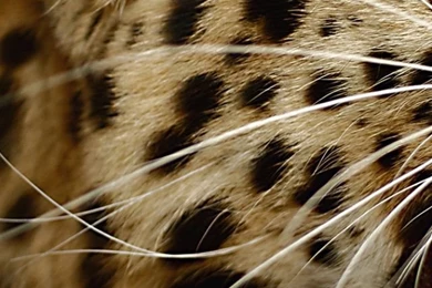 Angry Leopard iPhone 5 Wallpapers