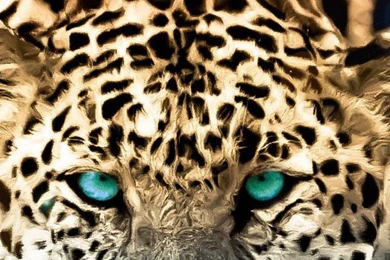 Tiger iPhone Wallpaper for iPhone 6 plus 1080x1920 leopard cat animal.jpg