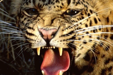 Fierce Leopard iPhone 4s Wallpapers Download