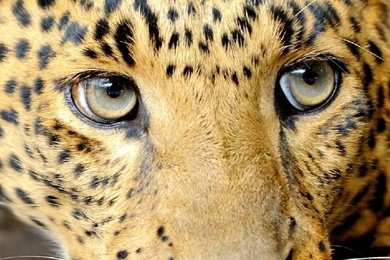 Leopard Free Iphone Wallpapers