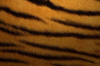 Abstract Leopard Texture Pattern iPad Air Wallpapers Download ...