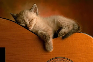 Free Download Cute Cat Download Download Free Pics, HQ Backgrounds ...