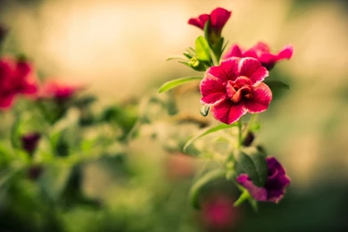 Summer Flowers HD Wallpapers   Summer Flower Images, New Wallpapers