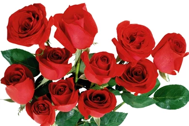 Best top desktop flowers wallpapers hd flowers wallpaper picture image background 03.jpg