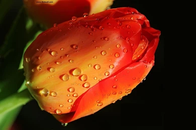 Best Flower Images   All Wallpapers New