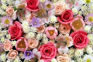 Desktop best hd flowers wallpapers.jpg