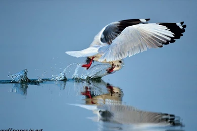 Animals & Birds Archives   Page 3 Of 14   Free Desktop Wallpapers ...