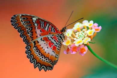 Butterfly On Flowers Wallpapers For Hd Desktop