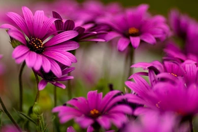 40 BEAUTIFUL FLOWER WALLPAPERS FREE TO DOWNLOAD.....   Godfather Style