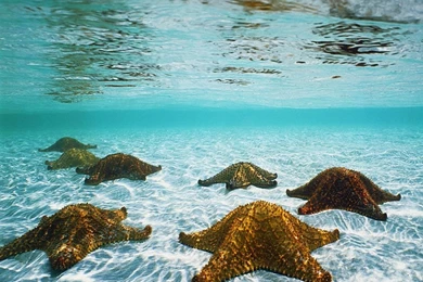 Cool Wallpapers: 3d Animated Wallpapers For Mac